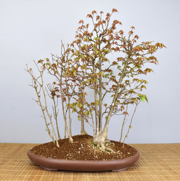 Bonsai Outdoor, Dreispitzahorn Wald (Acer buergerianum)